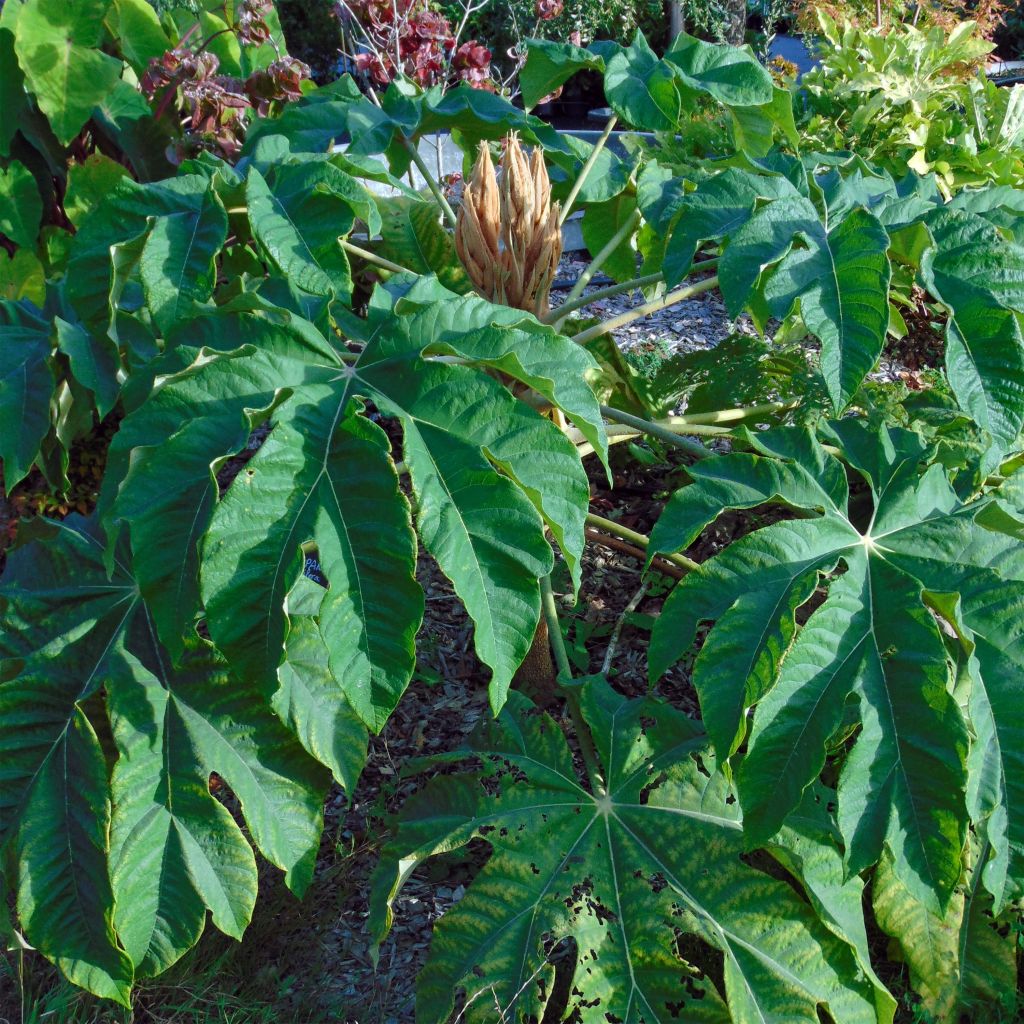 Tetrapanax papyrifera Rex - Chinese rice-paper Plant