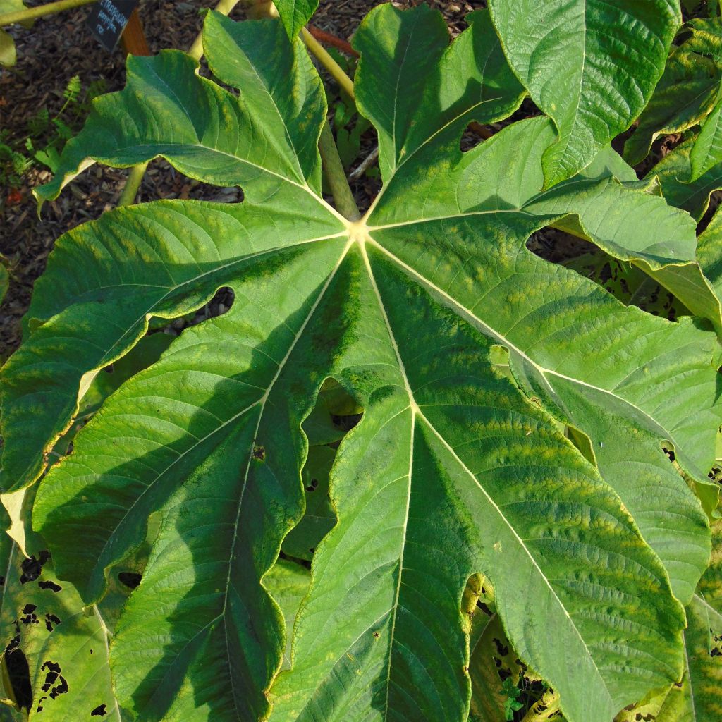Tetrapanax papyrifera Rex - Chinese rice-paper Plant