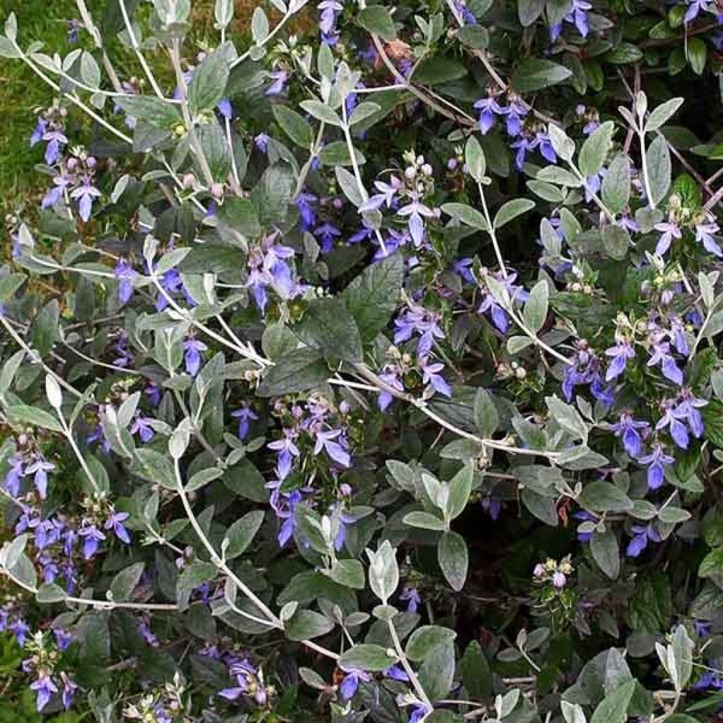Teucrium fruticans Azureum - Tree Germander
