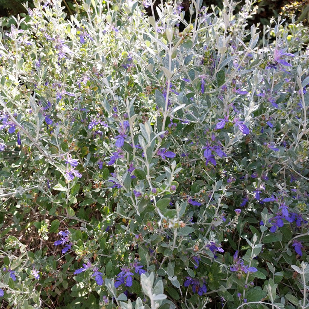 Teucrium fruticans Azureum - Tree Germander