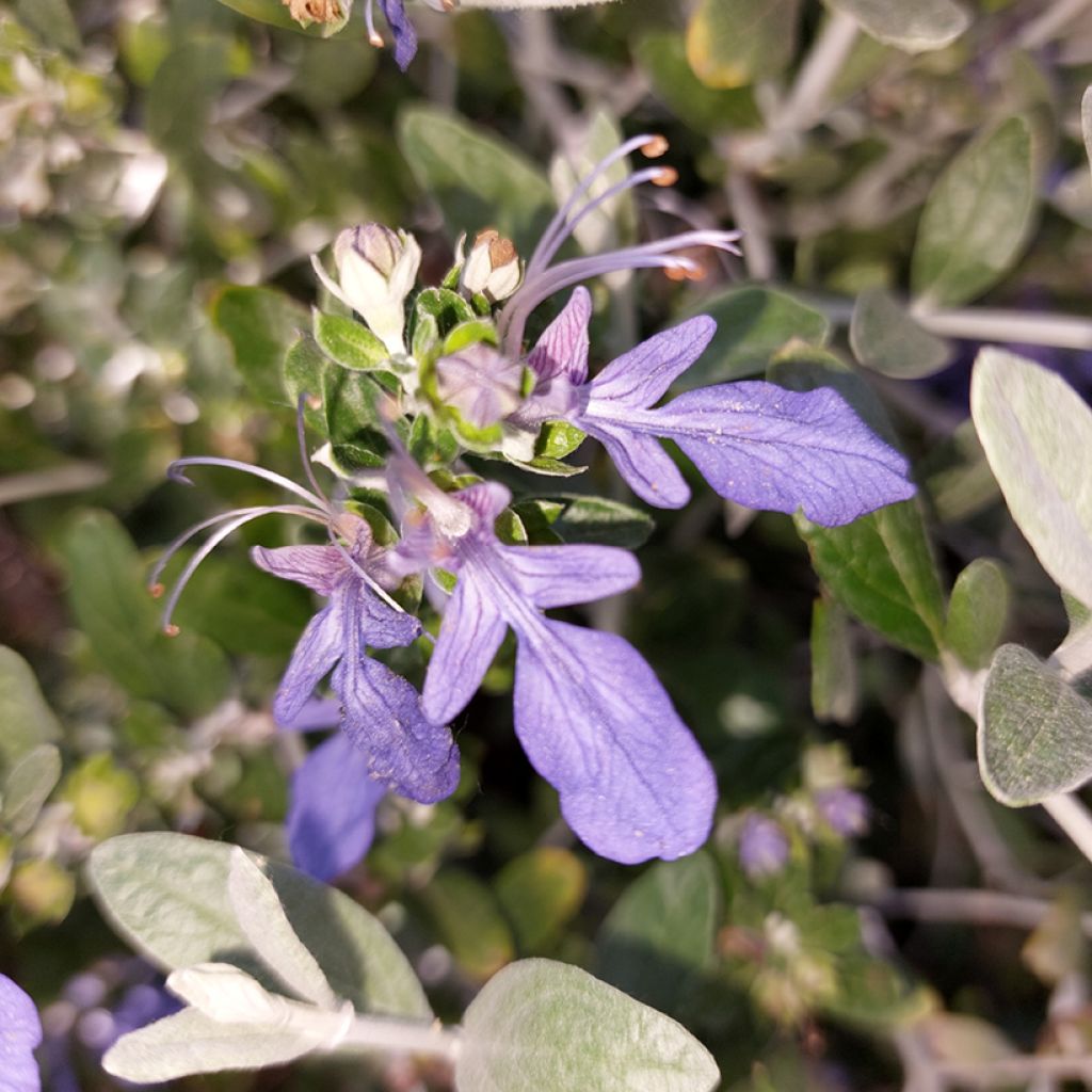Teucrium fruticans Azureum - Tree Germander