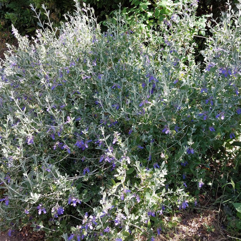 Teucrium fruticans Azureum - Tree Germander