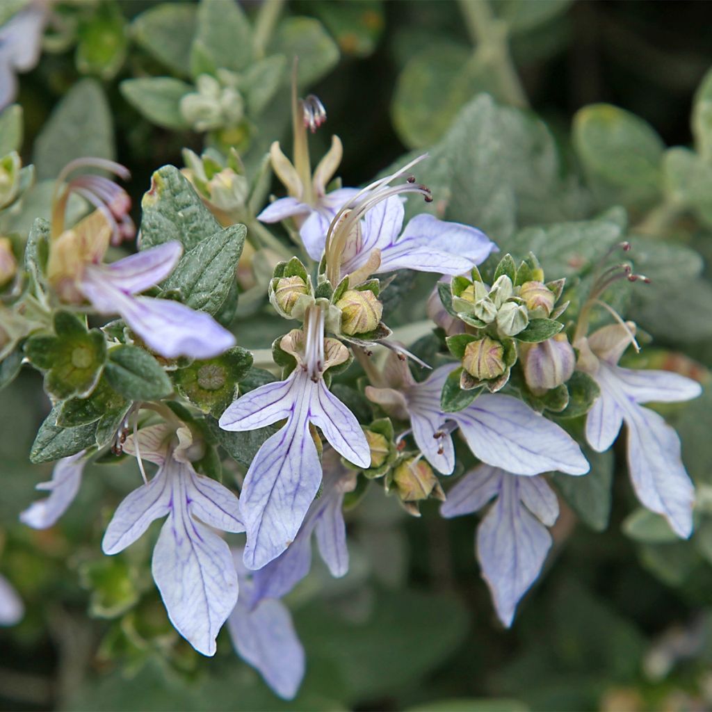 Teucrium fruticans - Tree Germander