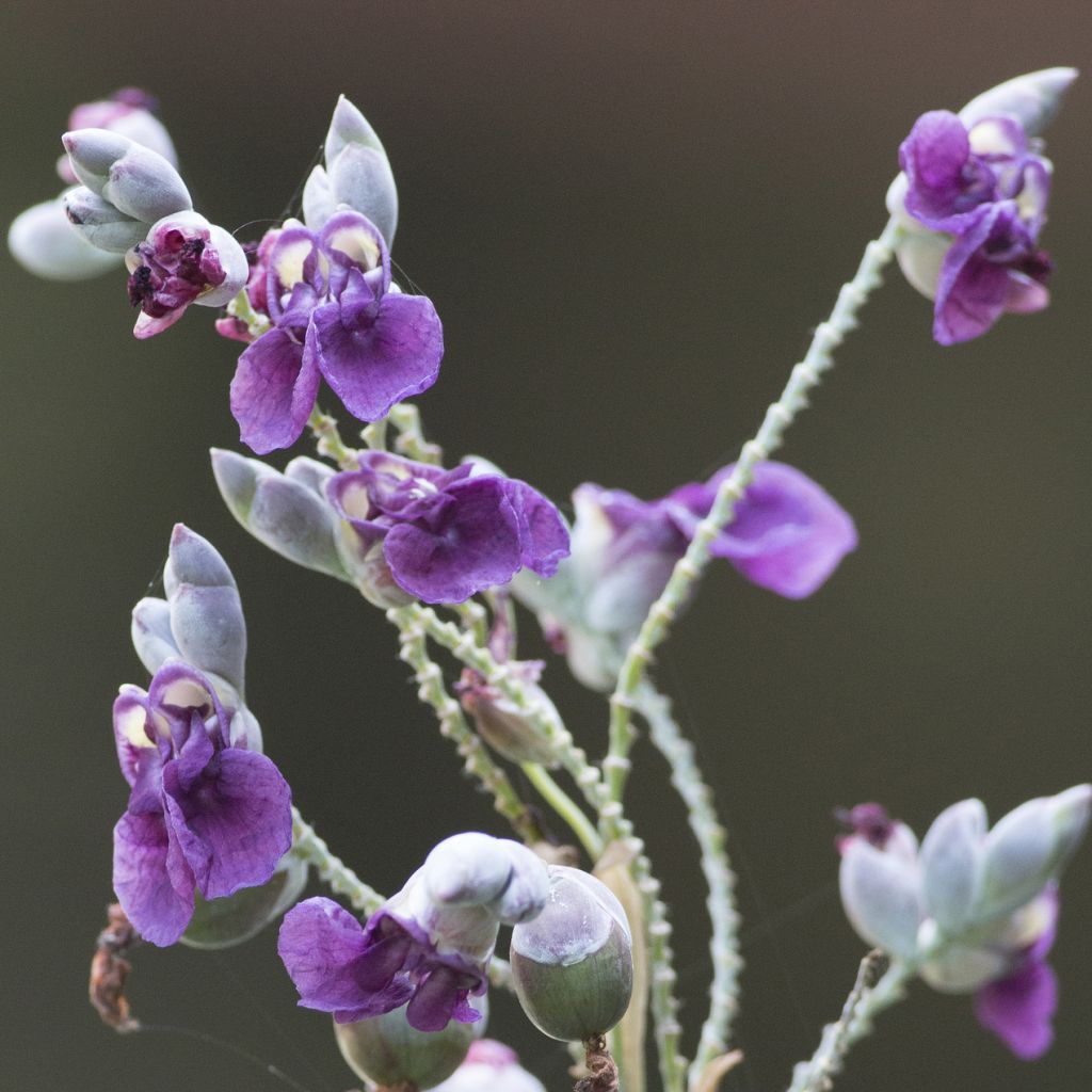 Thalia dealbata