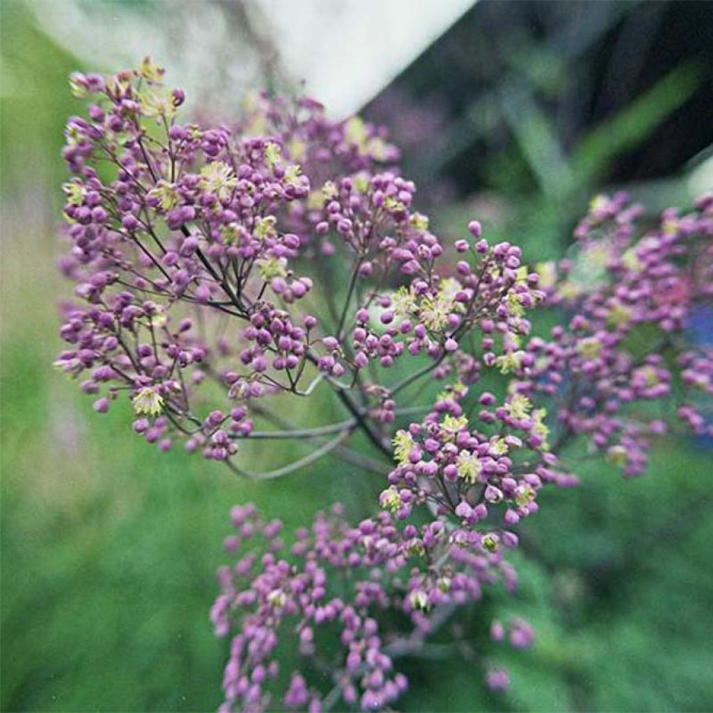 Thalictrum Anne - Meadow-rue