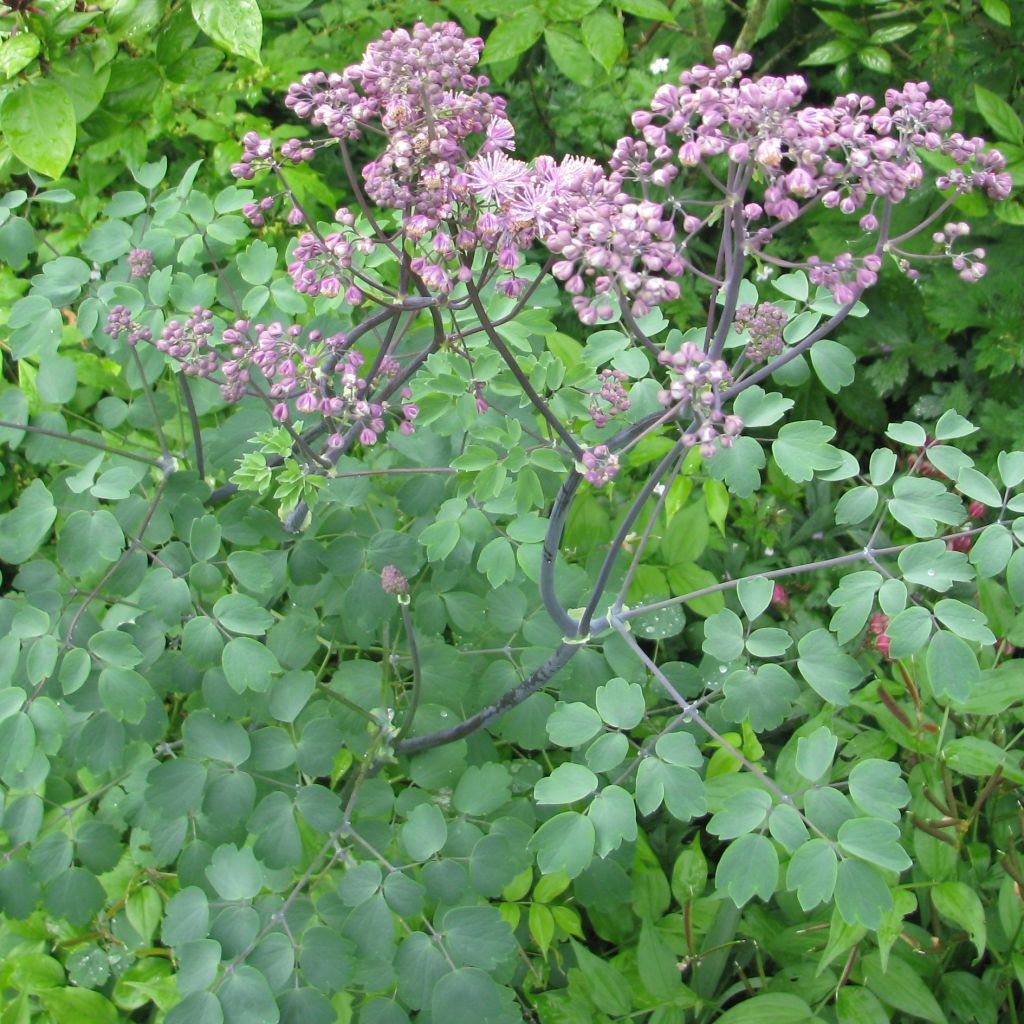 Thalictrum Black Stockings - Meadow-rue