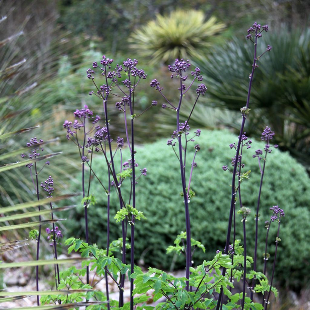 Thalictrum Black Stockings - Meadow-rue