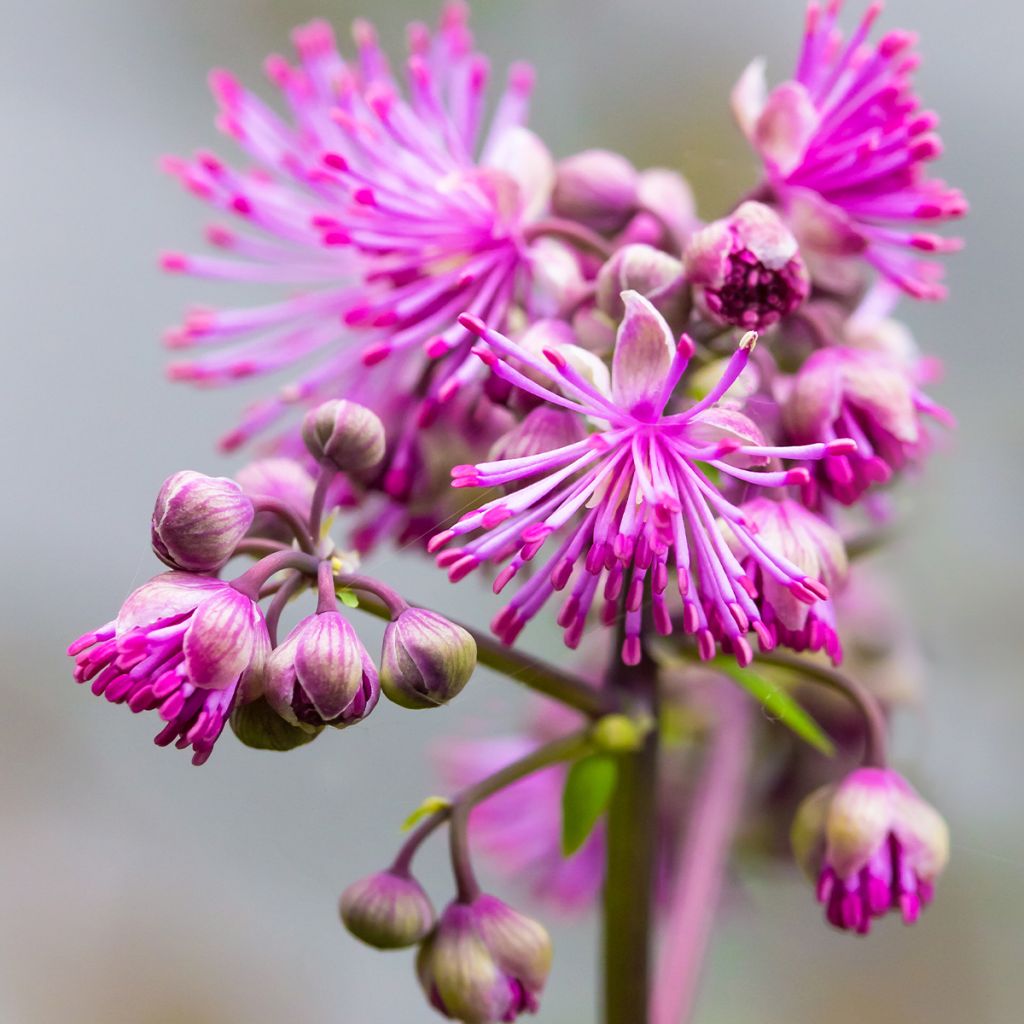 Thalictrum Black Stockings - Meadow-rue