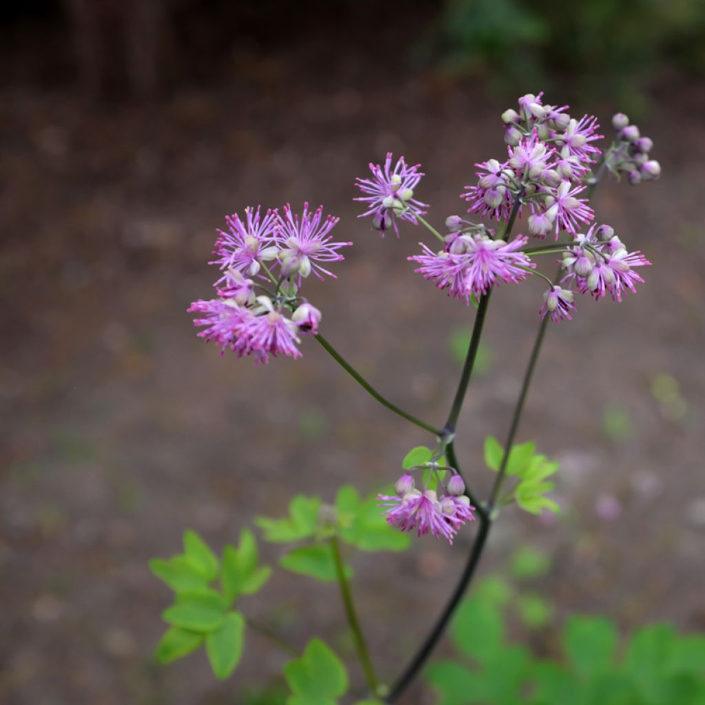 Thalictrum Black Stockings - Meadow-rue