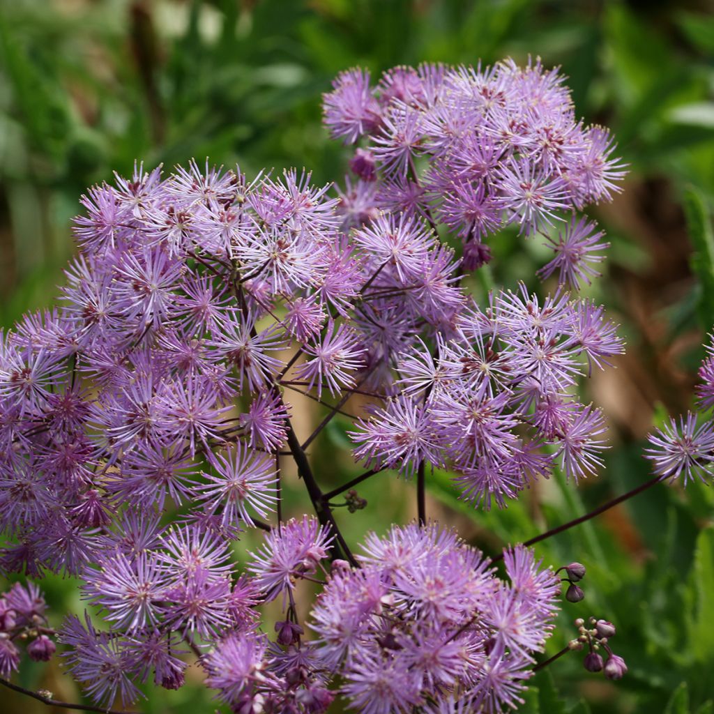 Thalictrum Yulia - Meadow-rue