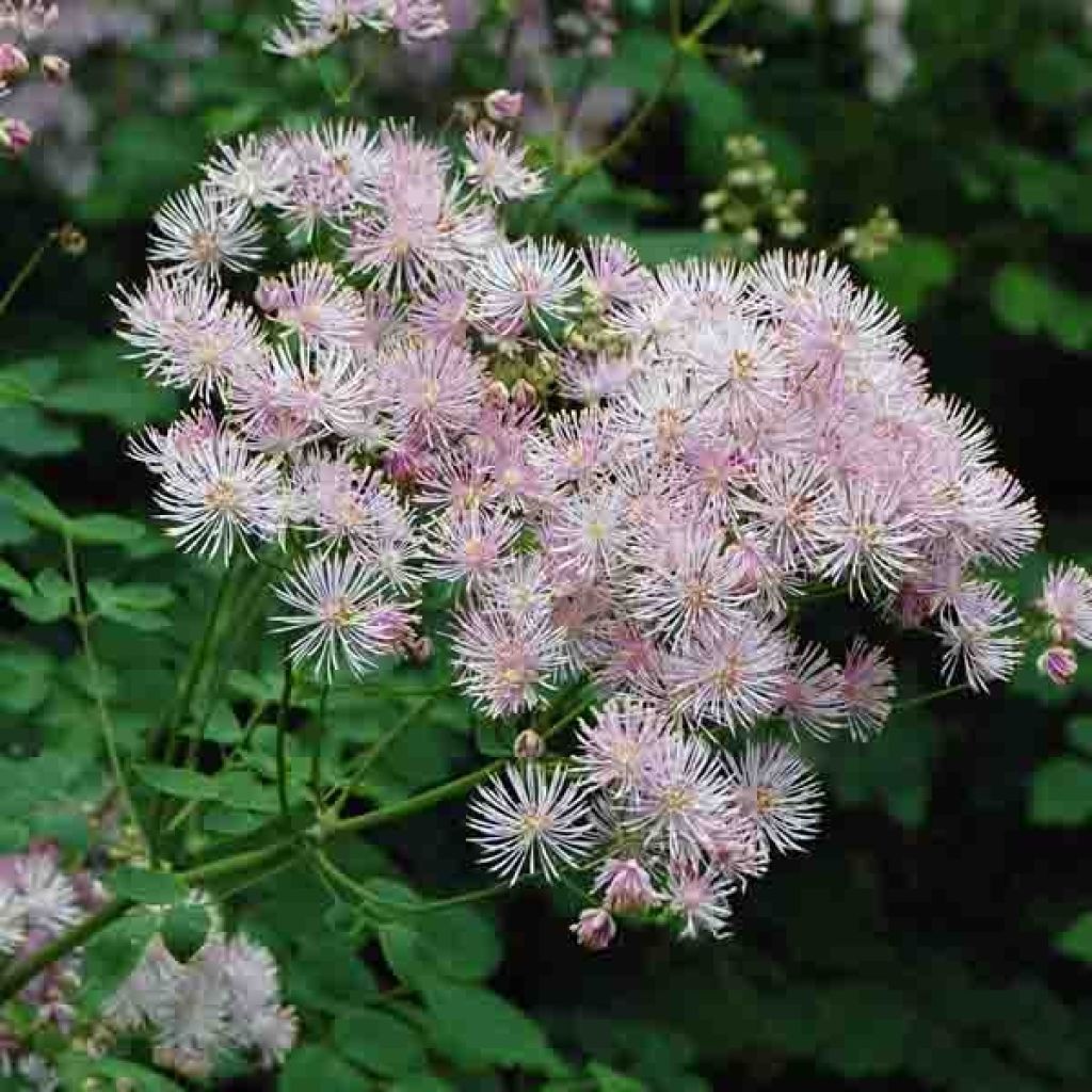 Thalictrum aquilegiifolium - Meadow-rue