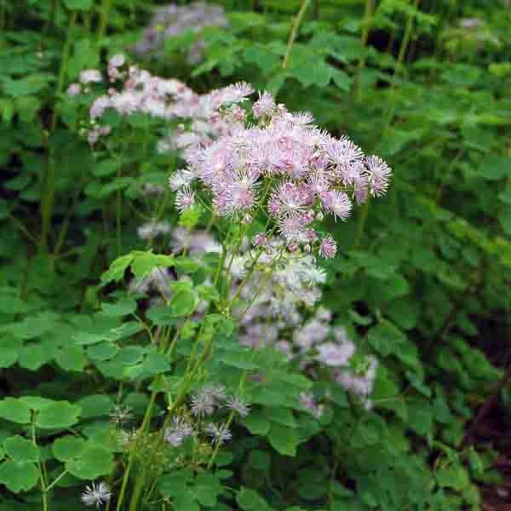 Thalictrum aquilegiifolium - Meadow-rue