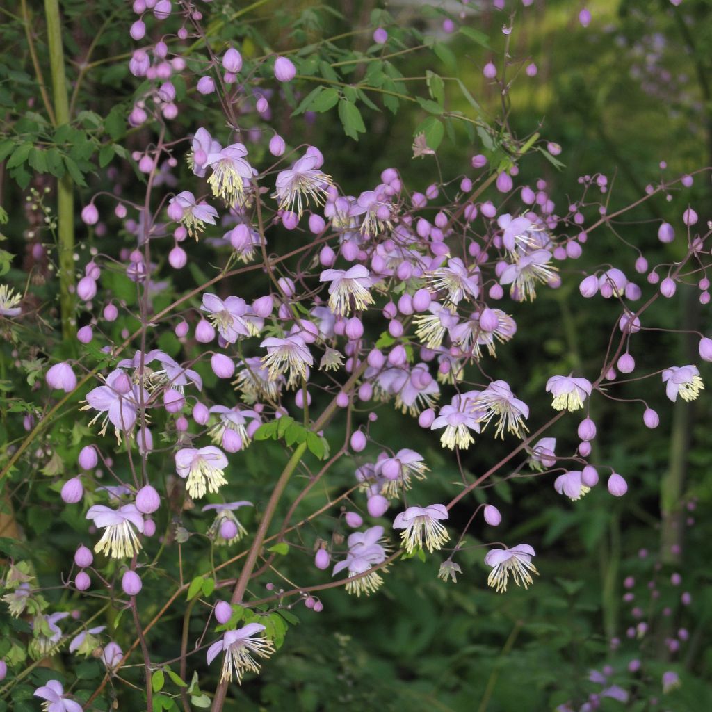 Thalictrum delavayi - Meadow-rue