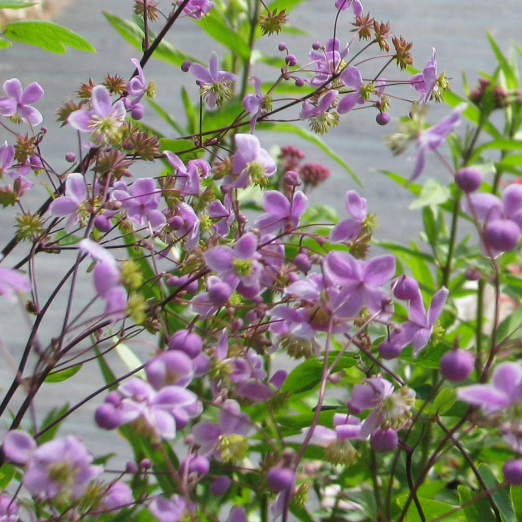 Thalictrum delavayi - Meadow-rue
