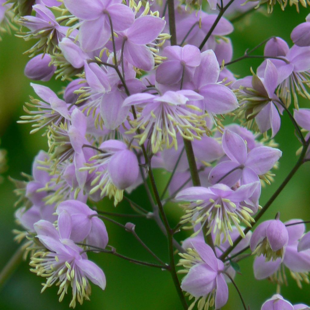 Thalictrum delavayi Ankum - Meadow-rue