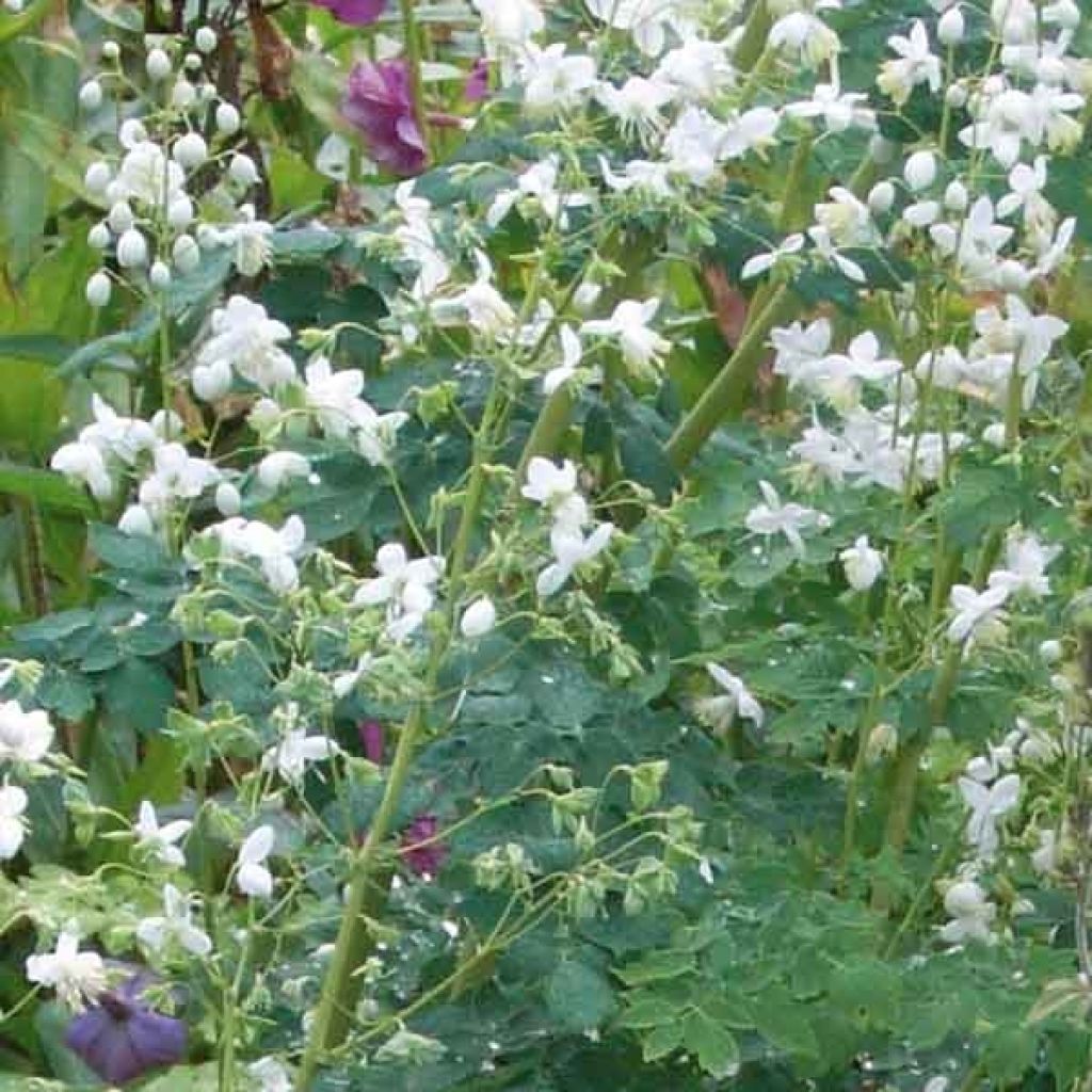 Thalictrum delavayi Album - Meadow-rue