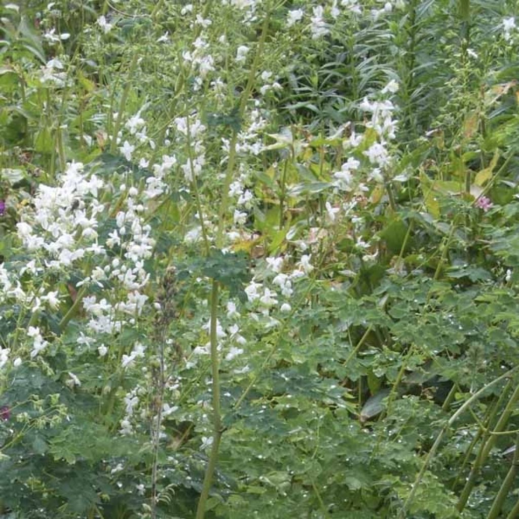 Thalictrum delavayi Album - Meadow-rue