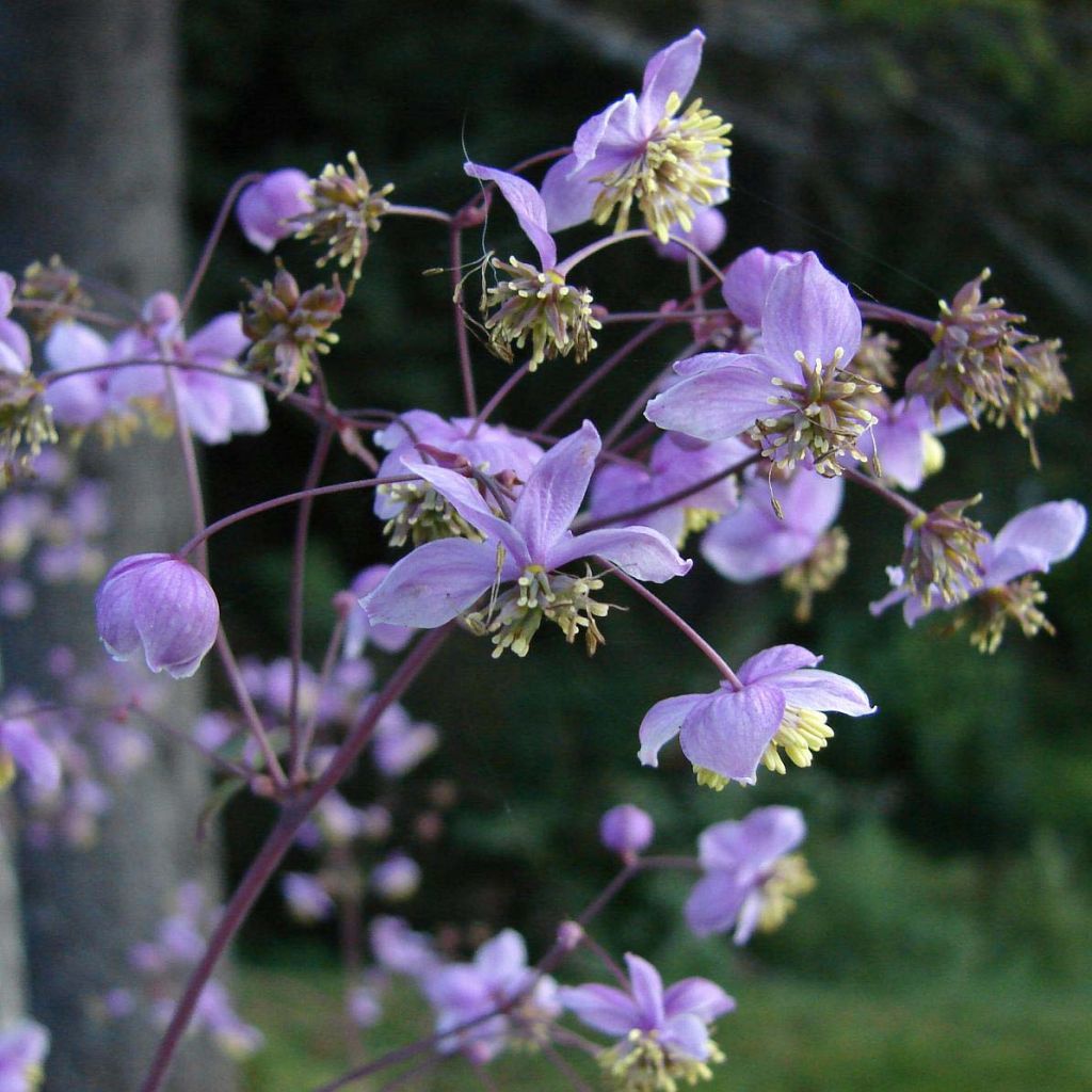 Thalictrum rochebrunianum - Meadow-rue