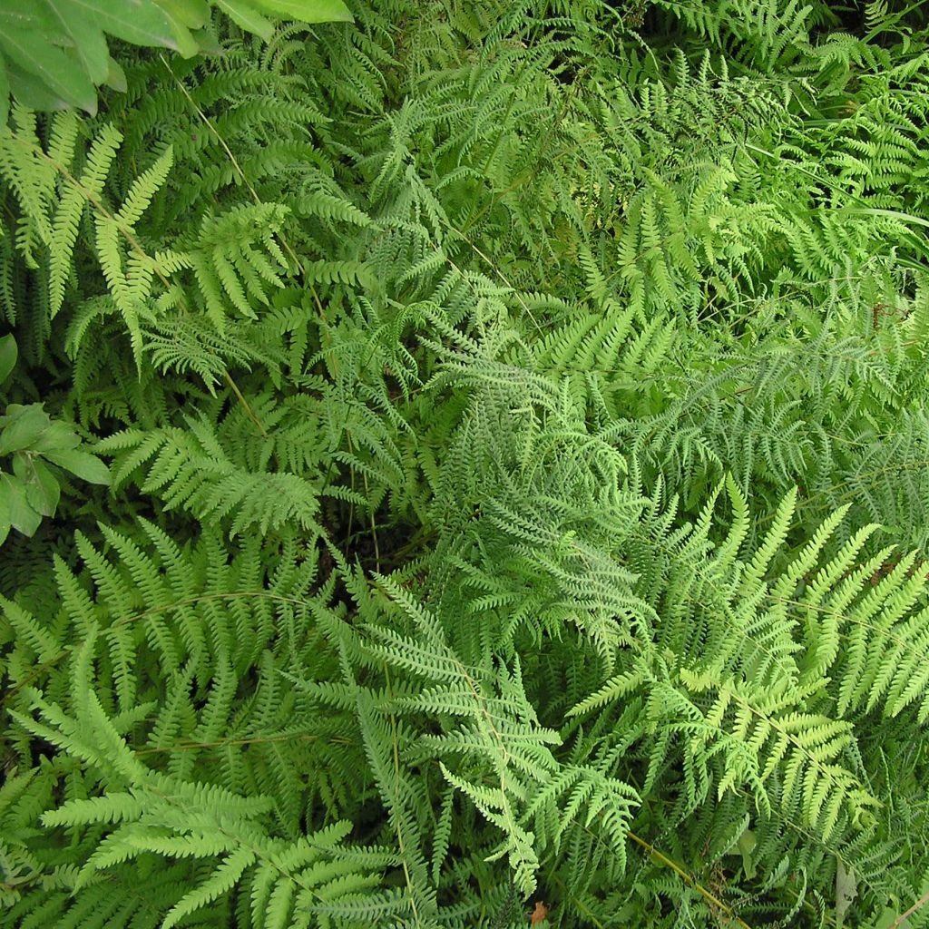 Thelypteris palustris - Marsh Fern