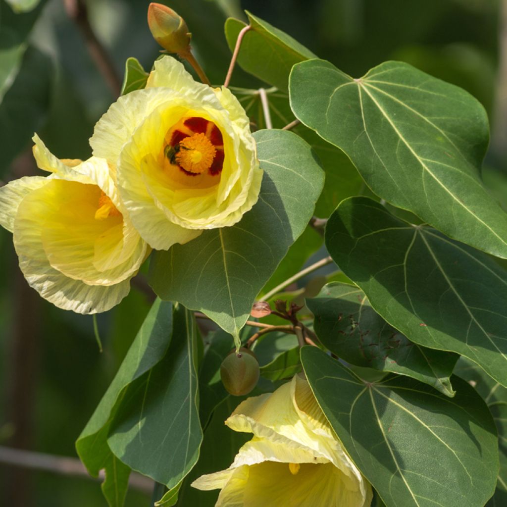 Thespesia populnea - Portia tree