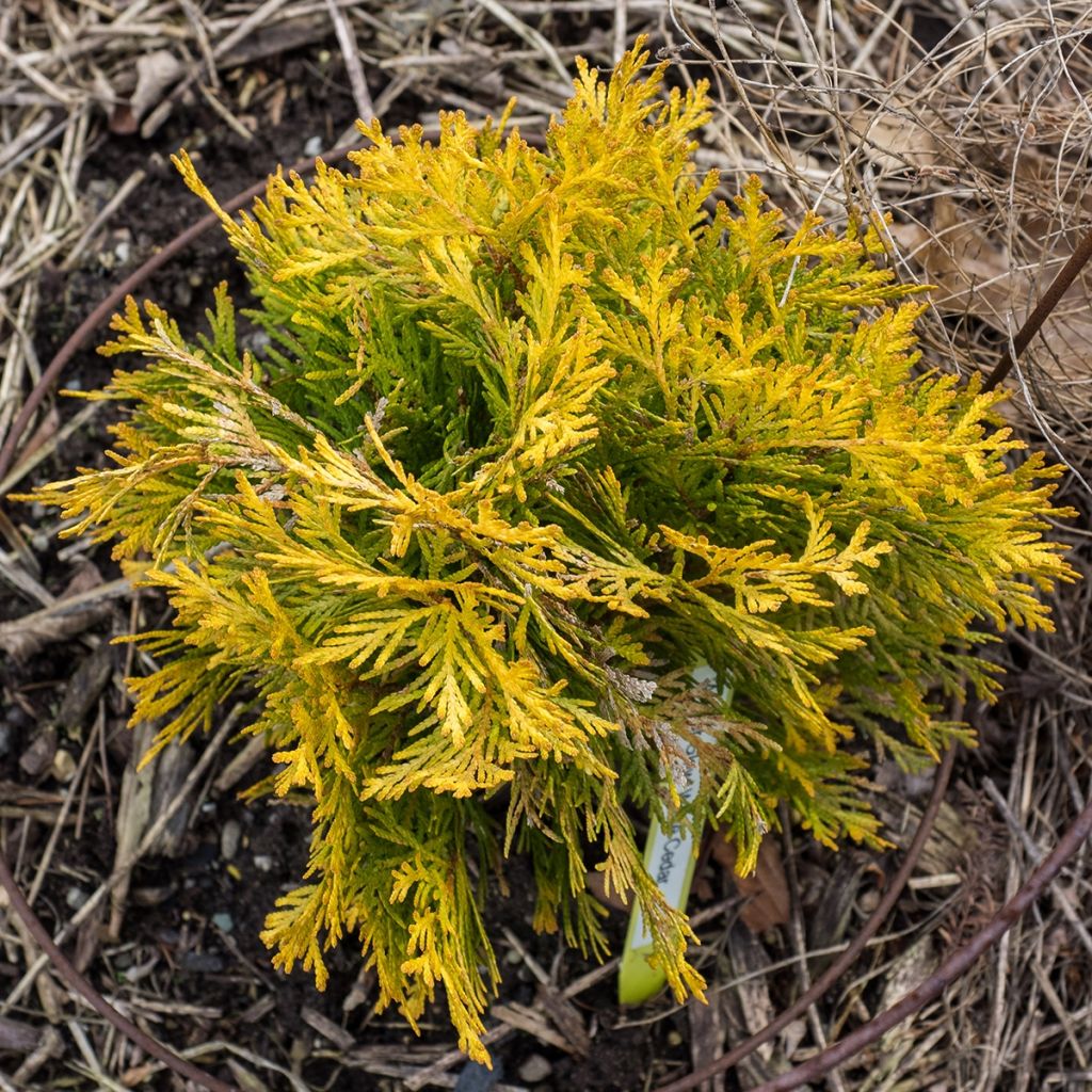 Thuja occidentalis Amber Glow - Canadian Arborvitae