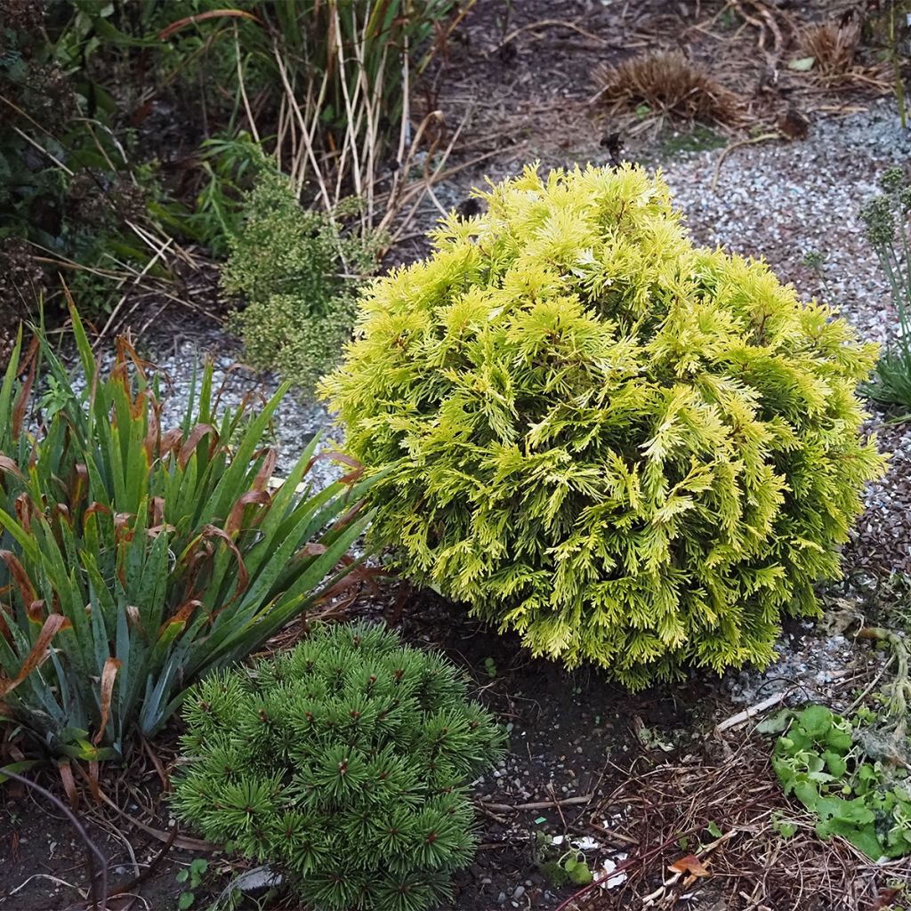 Thuja occidentalis Amber Glow - Canadian Arborvitae