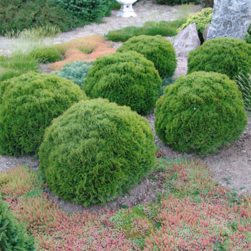 Thuja occidentalis Danica - Canadian Arborvitae