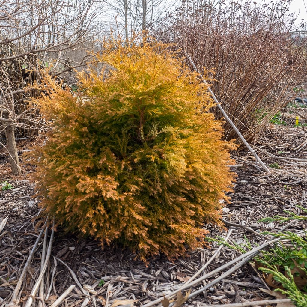 Thuja occidentalis Fire Chief - Canadian Arborvitae