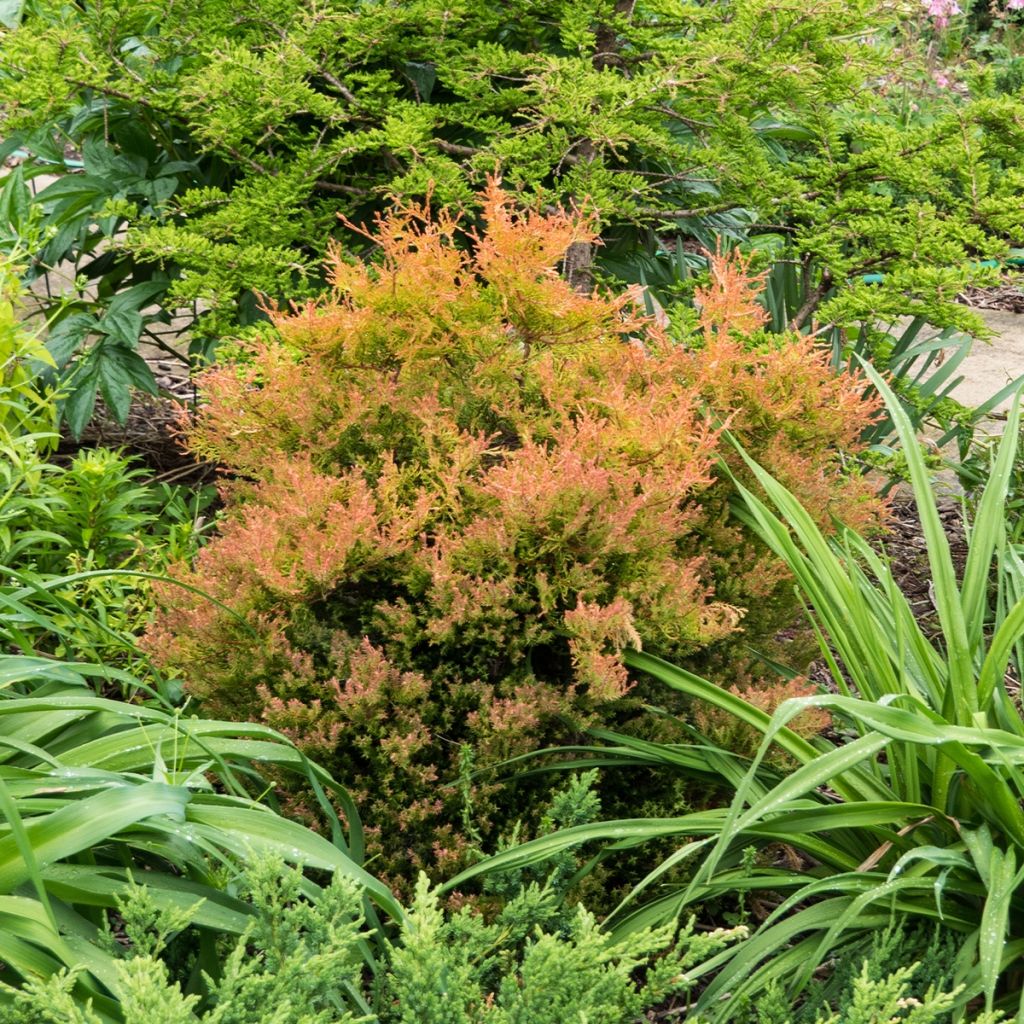 Thuja occidentalis Fire Chief - Canadian Arborvitae
