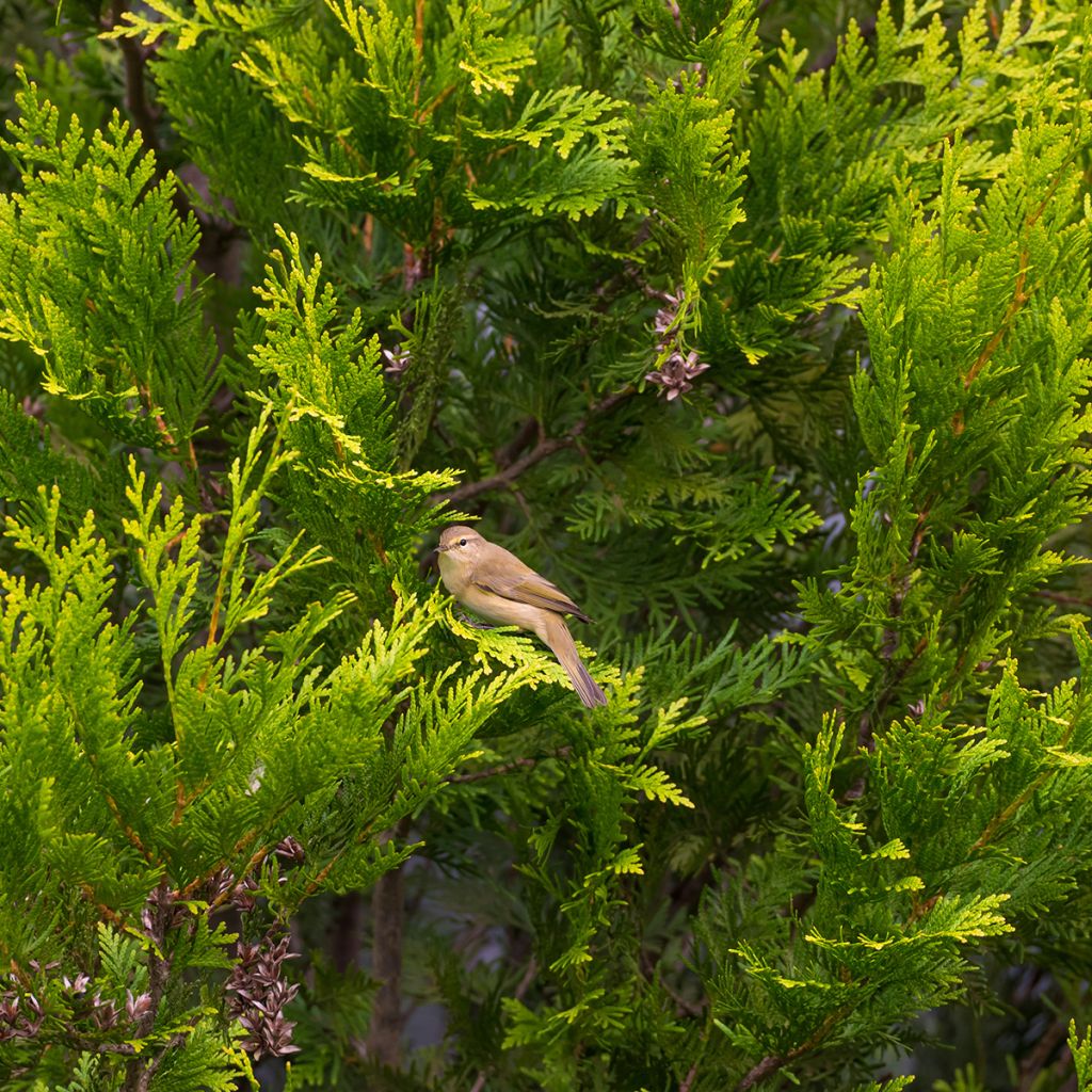 Thuja occidentalis Golden Smaragd