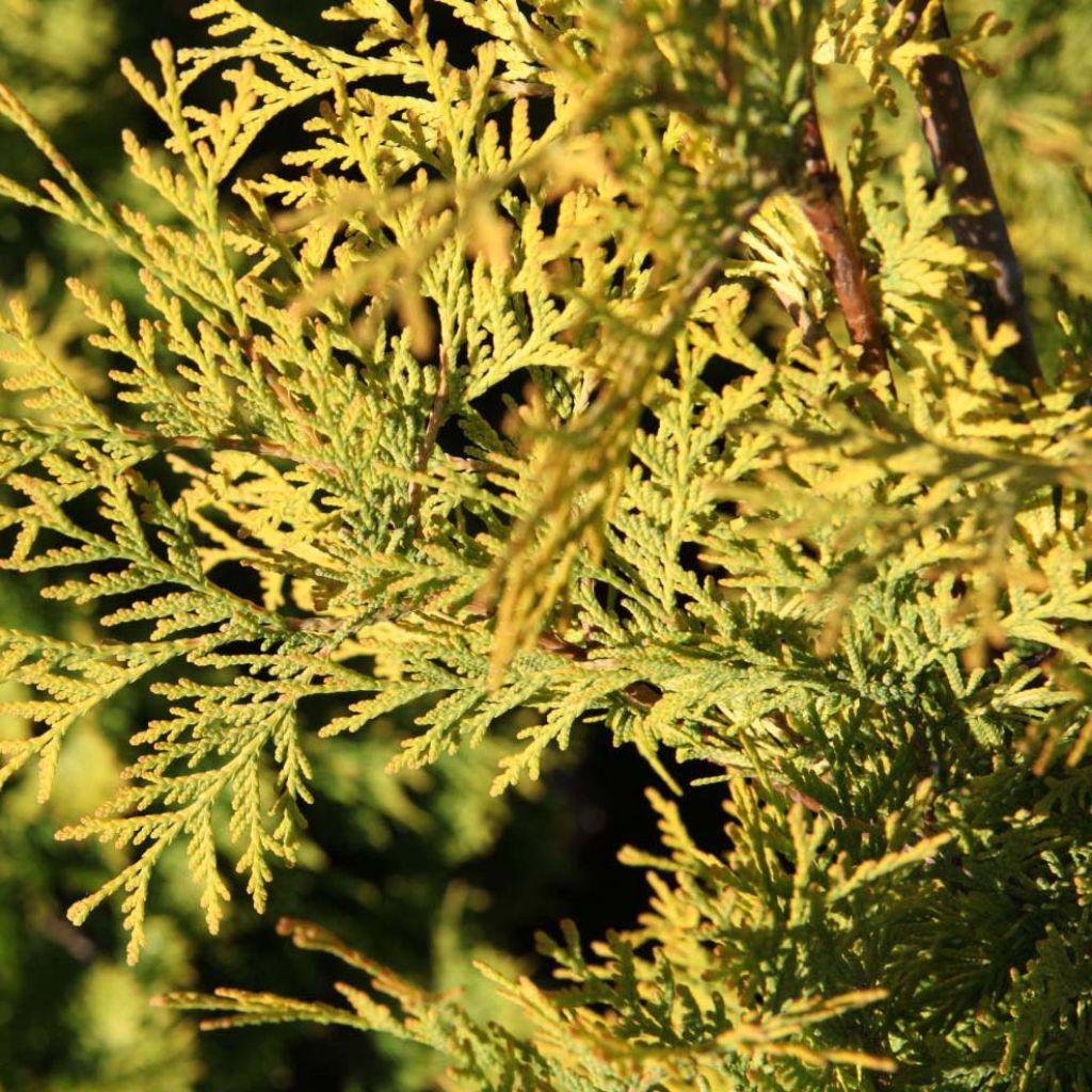 Thuja occidentalis Yellow Ribbon - Canadian Arborvitae