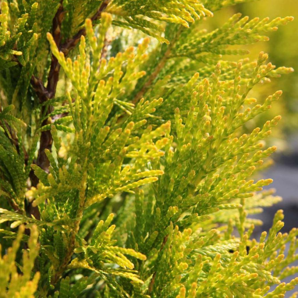 Thuja plicata Goldy - Western Red Cedar