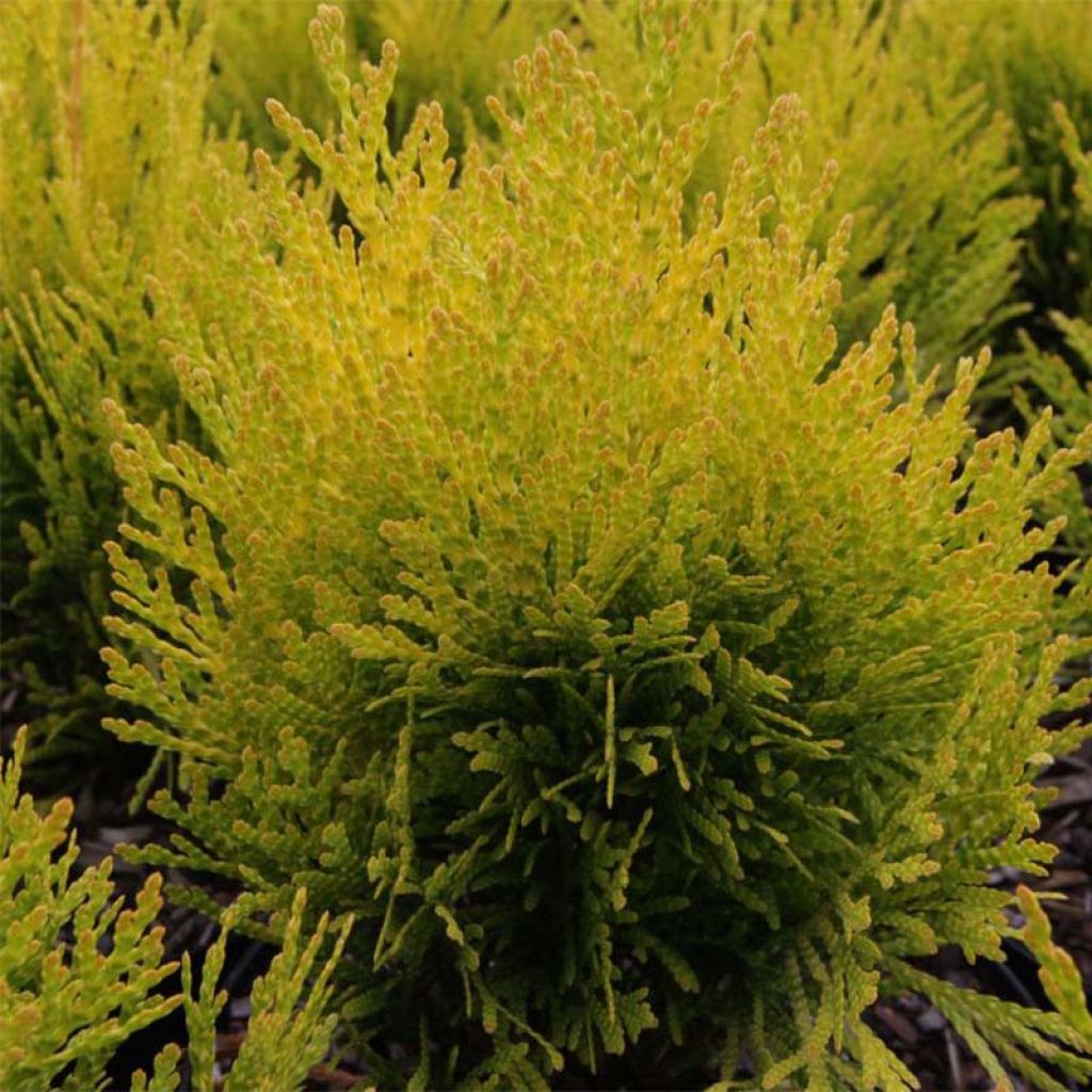 Thuja plicata Goldy - Western Red Cedar