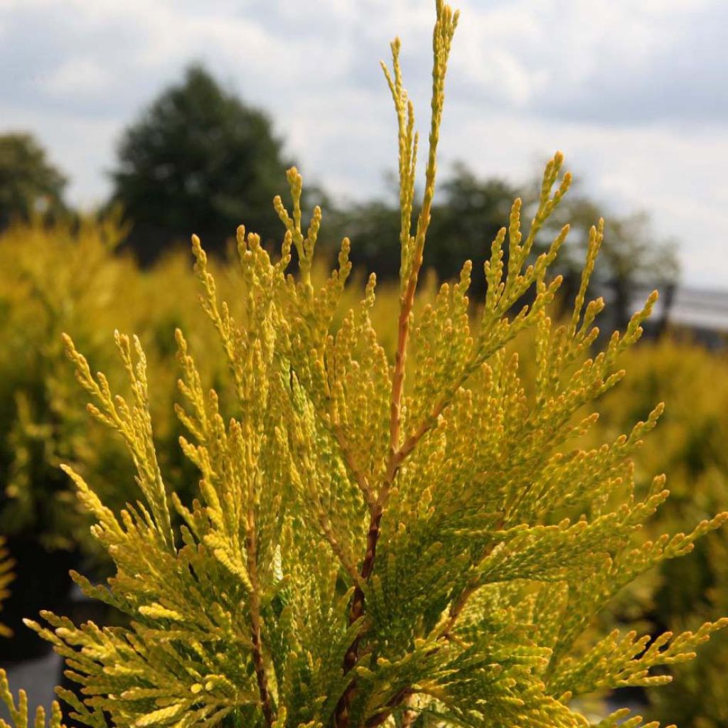 Thuja plicata Goldy - Western Red Cedar
