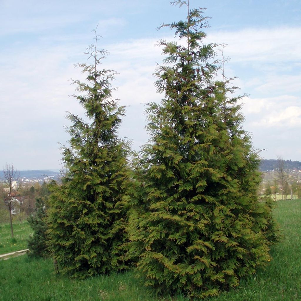 Thuja plicata Excelsa - Western Red Cedar