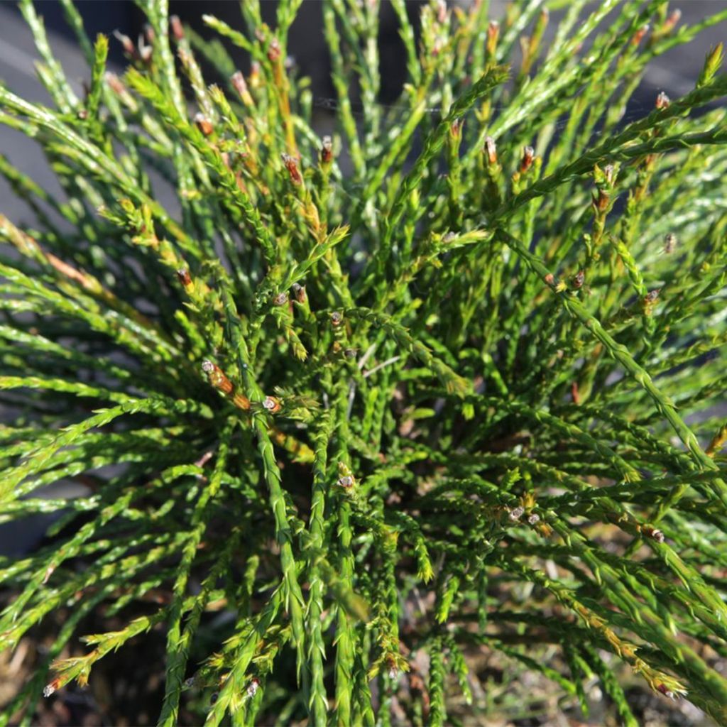 Thuja plicata Whipcord - Western Red Cedar