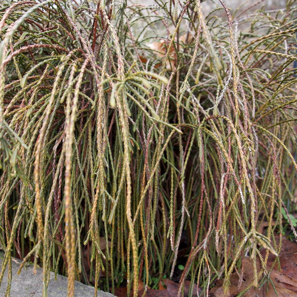 Thuja plicata Whipcord - Western Red Cedar