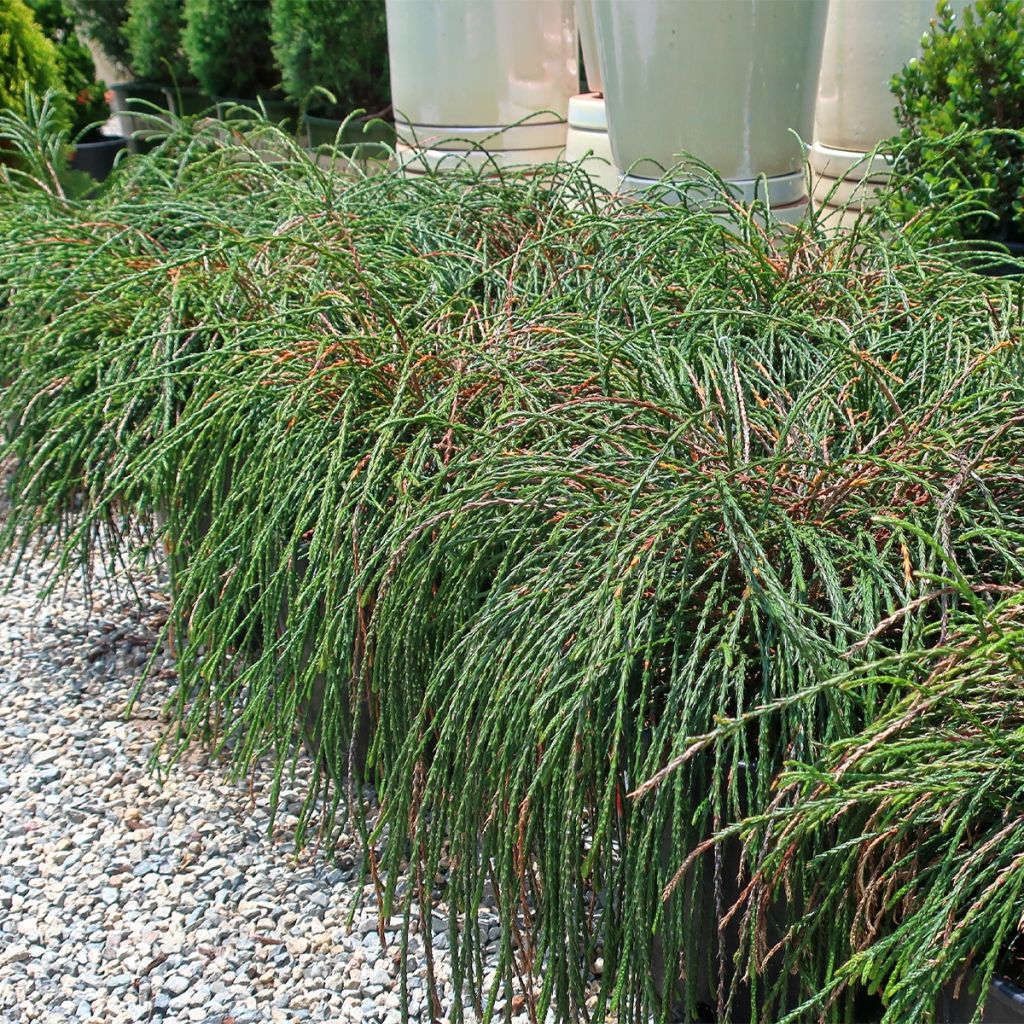 Thuja plicata Whipcord - Western Red Cedar
