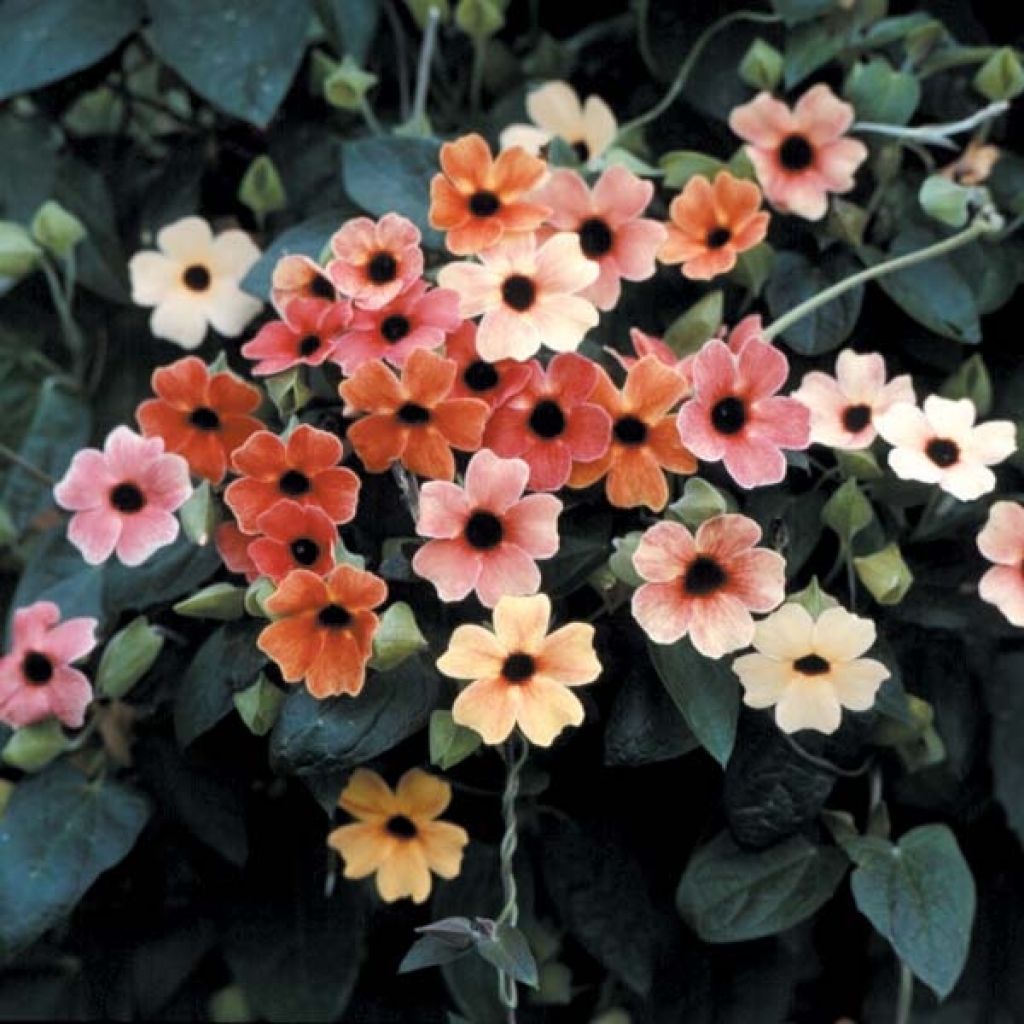 African Sunset Black-eyed Susan - Thunbergia alata seeds