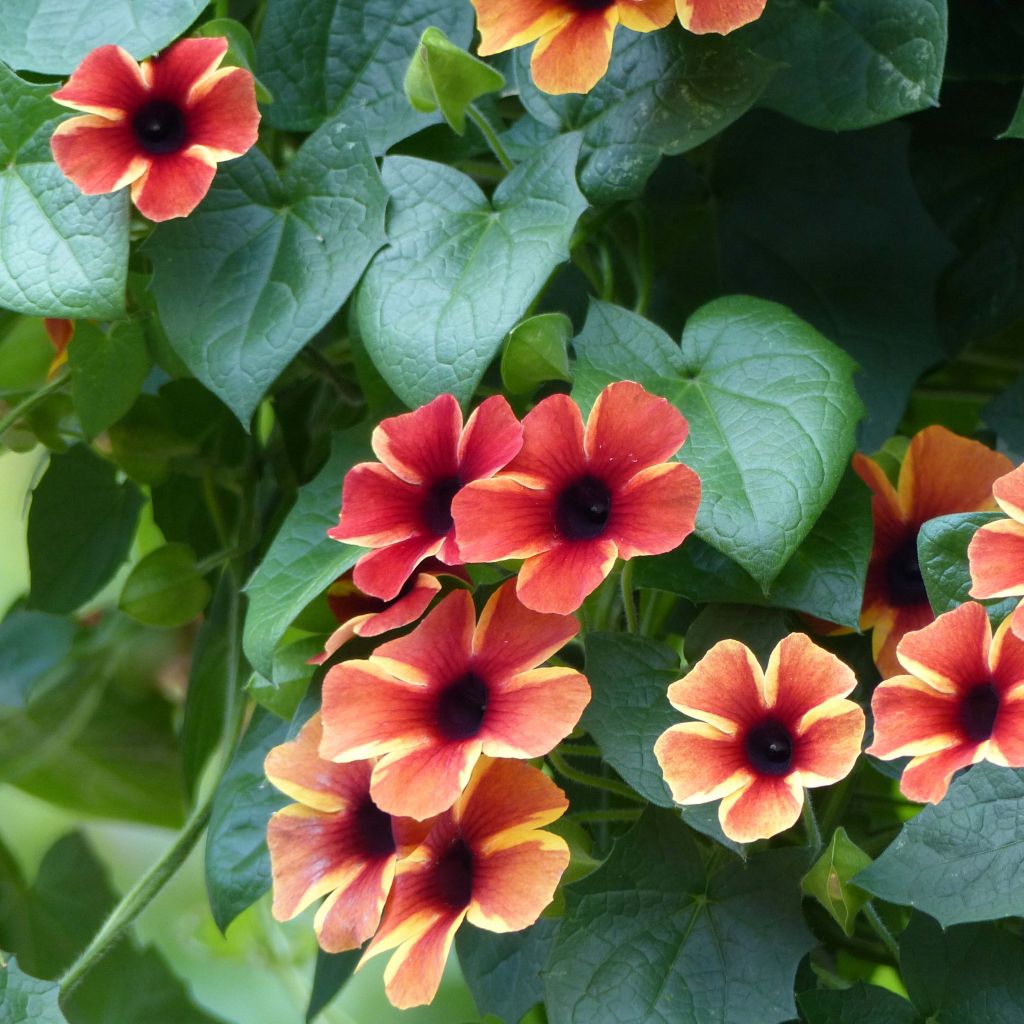 Thunbergia Tangerine Slice - Black-Eyed-Susan