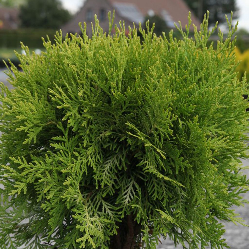 Thuja occidentalis Danica Aurea