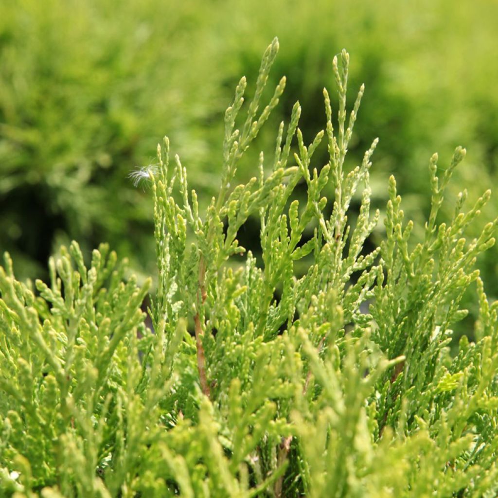 Thuja occidentalis Danica Aurea