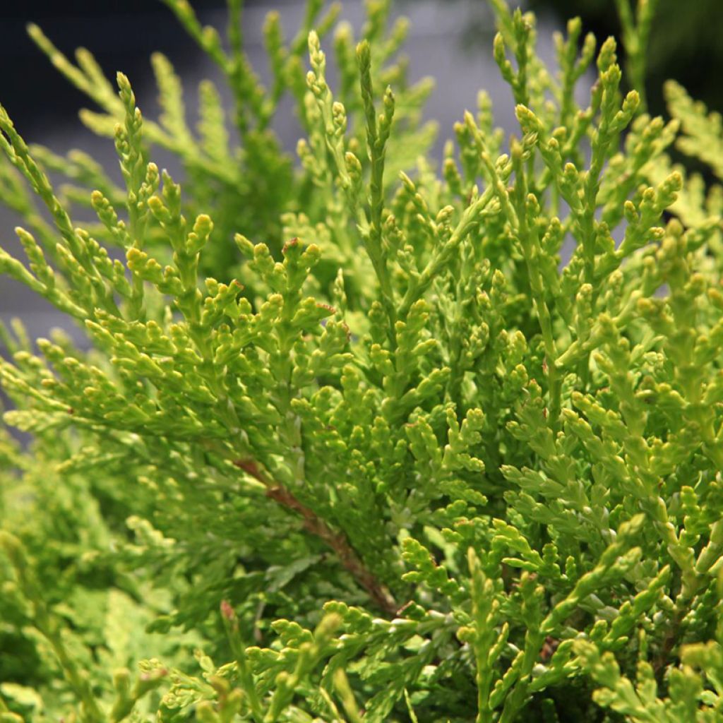Thuja occidentalis Danica Aurea
