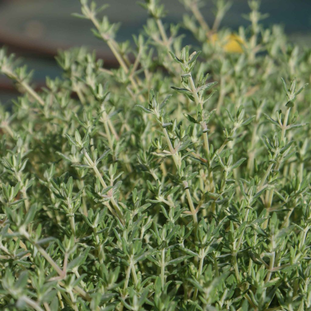 Thymus vulgaris Provence