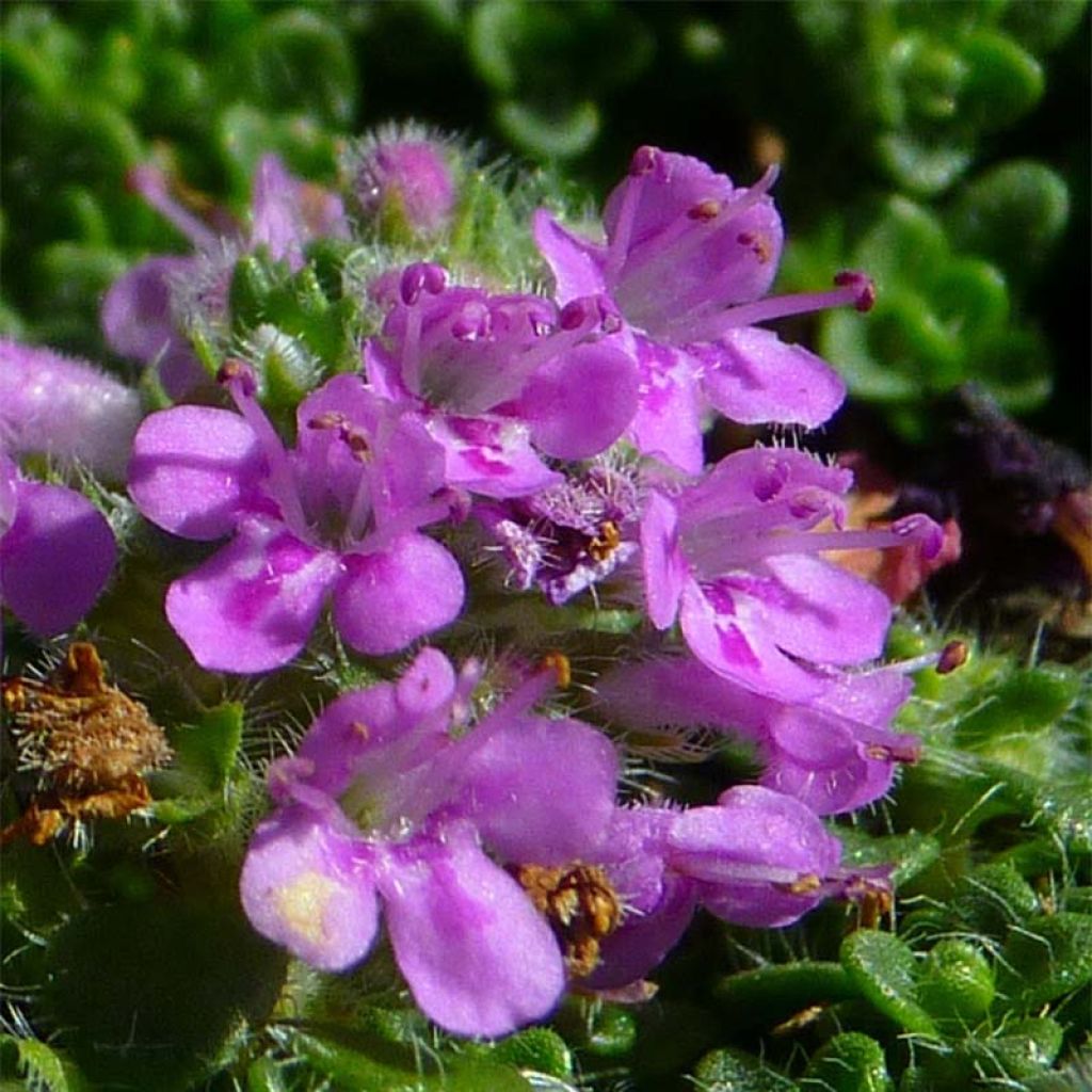 Thymus serpyllum Elfin - Thyme