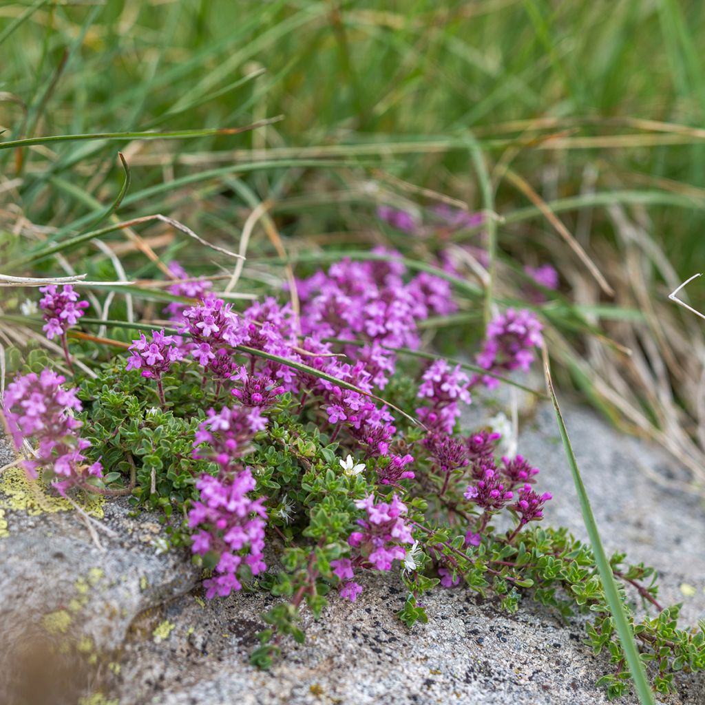 Thymus serpyllum - Wild Thyme