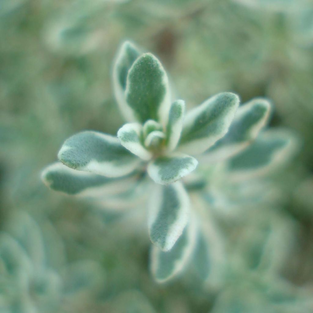 Thymus citriodorus Silver Queen - Lemon Thyme