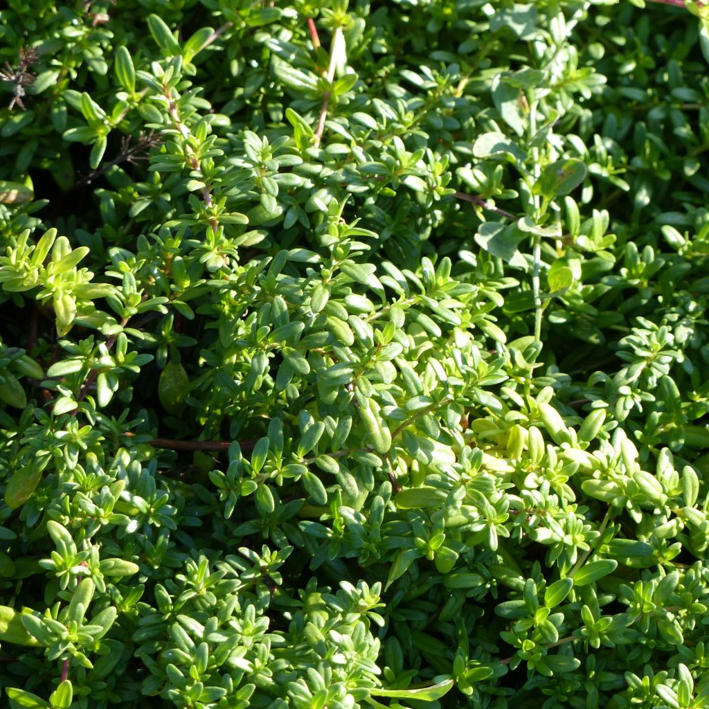 Thymus longicaulis - Thyme