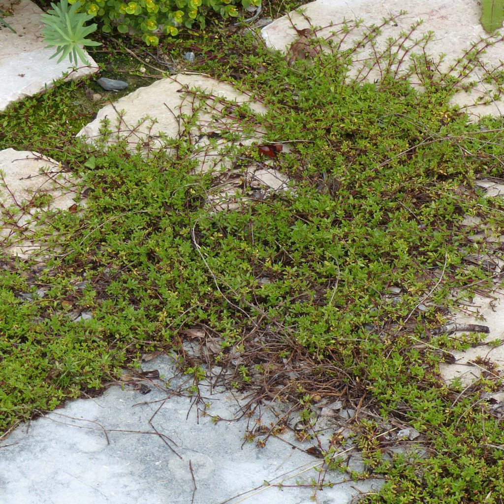 Thymus longicaulis - Thyme