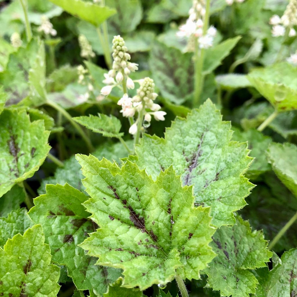 Tiarella cordifolia Appalachian Trail